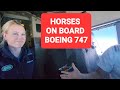 Horses 🐎 flying onboard  BOEING 747-400 cargo. taking good care of by Jesse from England 🇬🇧 👌
