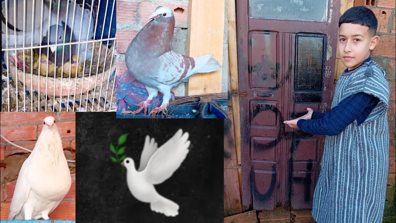 تفرخولي حمام زاجل