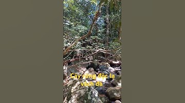 Cây rừng độc lạ vách đá l Độc Lạ Tây Bắc.