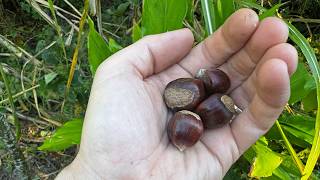 The Fastest Nut Tree - Producing Already!