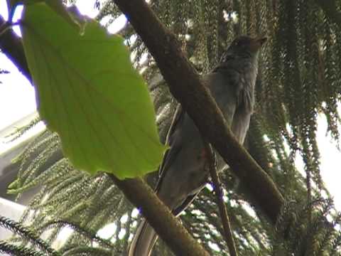 screaming piha sings