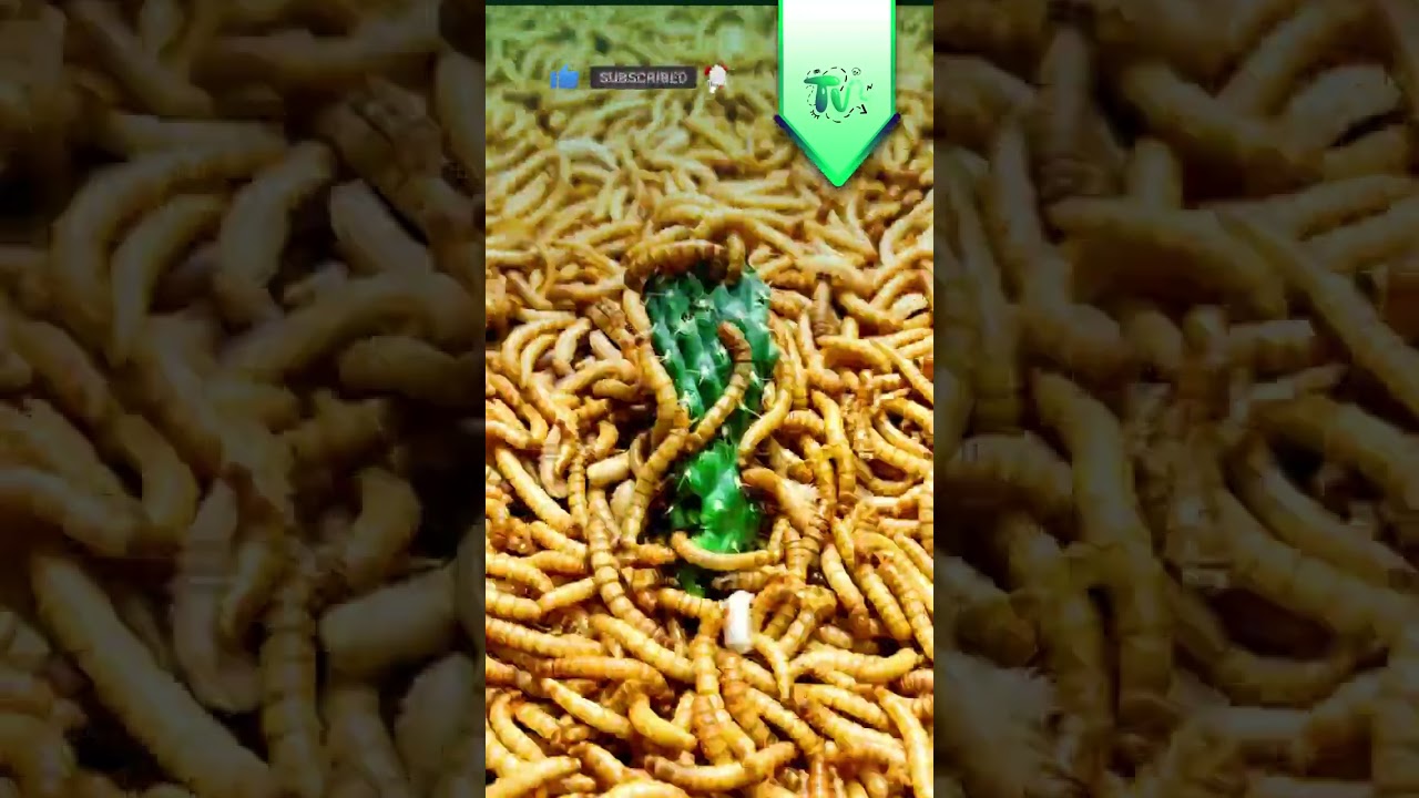 Cactus Vs Mealworms 