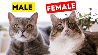 The Unknown Differences Between MALE and FEMALE CATS!