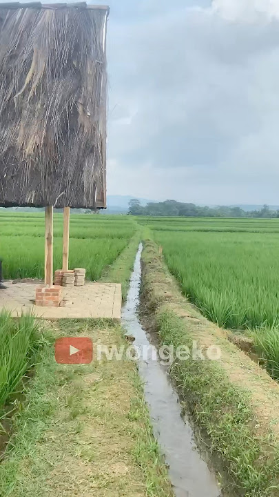 Pemandangan sawah indah di lembur pakuan subang #pemandangan #suasanapedesaan #shortvideo #subang