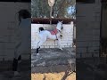 افلاج الله يبارك فيه خيل خيل عربي الدمام عربي 