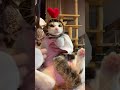 保護猫ミラ、恋はじめました #保護猫ミラ#外猫しまちゃん#元野良猫#保護猫#tanoluka