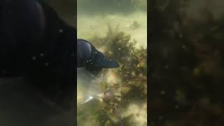 SPEARFISHING GALICIA / Chasse sous marine 💥🔫 Bar dans peu d’eau 💥 Pesca Submarina Galicia Lubina