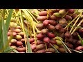 खजूर की खेती , और खजूर उत्पादन कैसे शुरू करें How to Start date Palm Tree farming