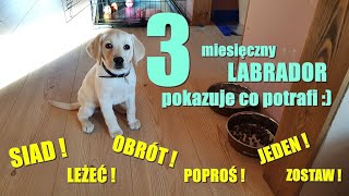 3 miesięczny Labrador Retriever  'Labi' pokazuje co potrafi :), 3 months 05.12.2020r.