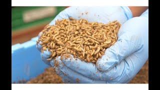 Episode 4: Feeding and rearing black soldier fly larvae