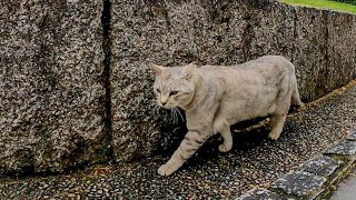 公園の猫の散歩に付いていってみた