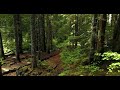 Relaxing Forest Sounds at Night 🌲 Deep Sleep Music &amp; Calm Ambient for Insomnia
