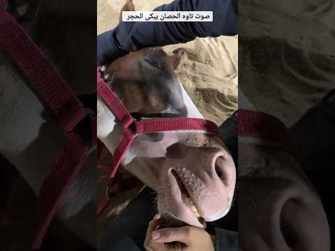 صوت تاوه الحصان يبكى الحجر ٦٠شو مع الدكتور حاتم ستين
