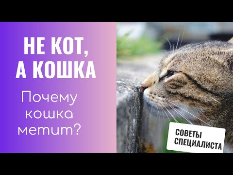 Не кот, а кошка. Почему кошка метит территорию?