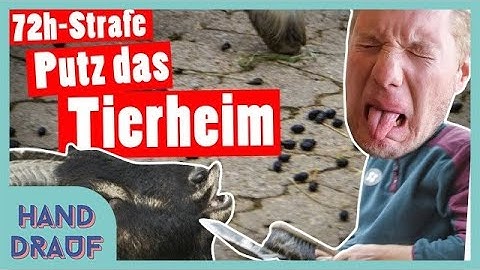 DGS | XXL-Bestrafung: 1 Tag im Tierheim – 72 Sozialstunden für Marc | Das schaffst du nie!