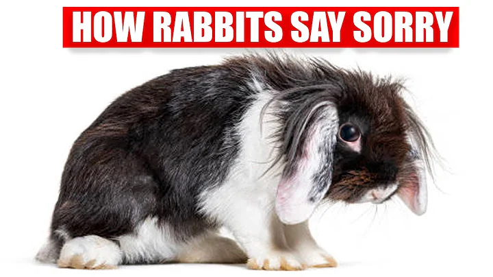 How Rabbits Apologize To Their Humans?