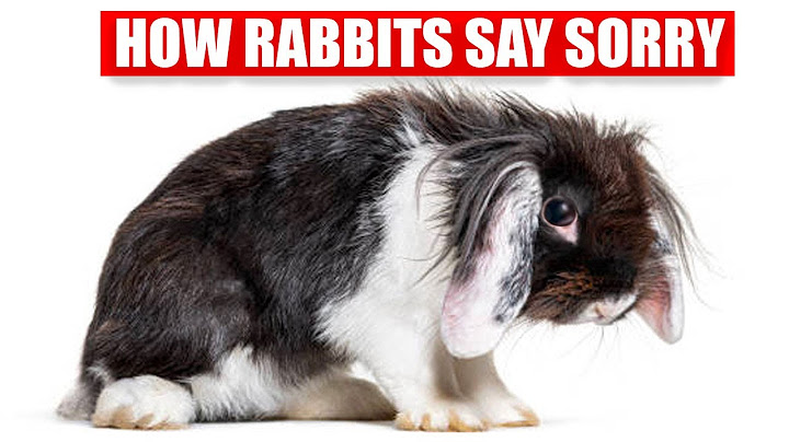 How Rabbits Apologize To Their Humans?