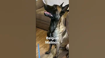 Belgian Malinois Vs German Shepherd Crossing The Line Dog Dogfunny Doglife 