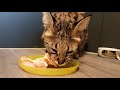 Crunchy chicken wings for the Savannah cats! F1