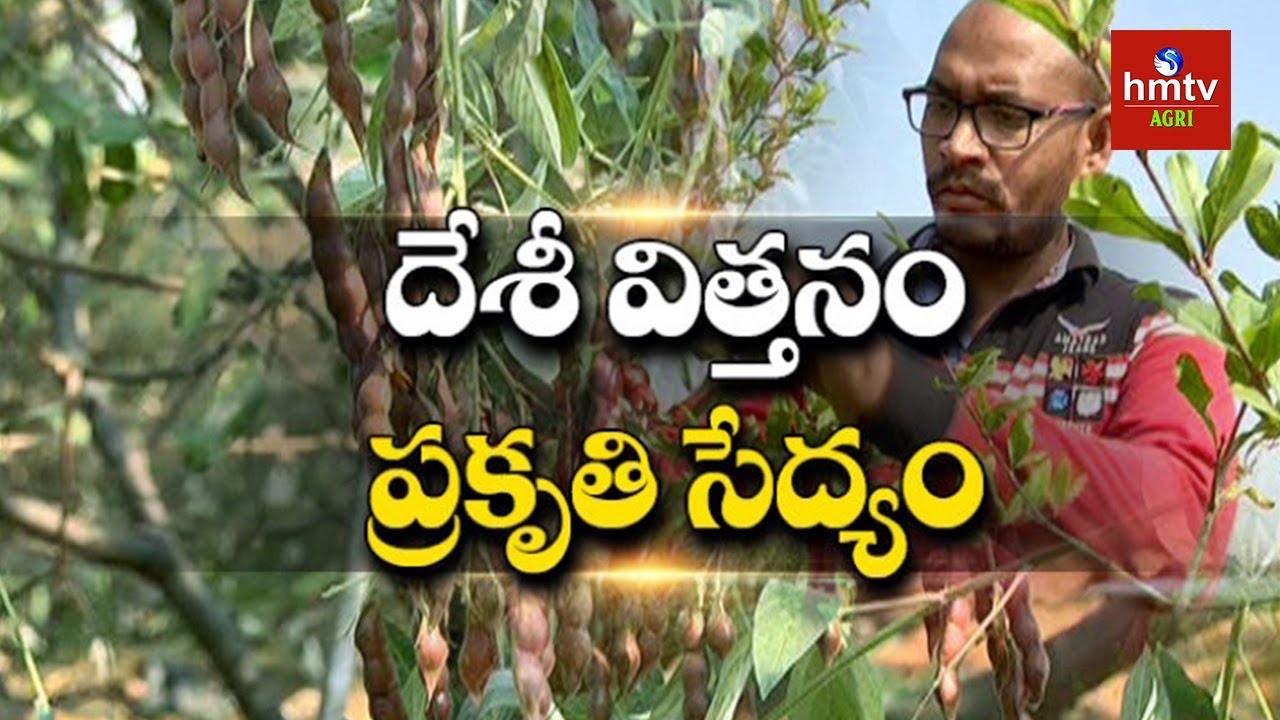 Young Farmer Natural Farming with Desi Seeds | Suryapet | hmtv Agri