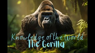 The Gorilla | UNDER 5 MINUTES | All You Need To Know | Educational Videos