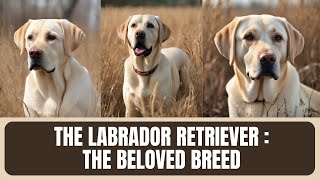 The Labrador Retriever: A Complete Guide to the Beloved Breed by LES ANIMAUX DE COMPAGNIE  47 views 4 weeks ago 10 minutes, 30 seconds