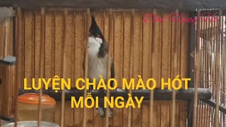 Chào Mào Hót Hay - Luyện Chào Mào Hót Sáng Mỗi Ngày