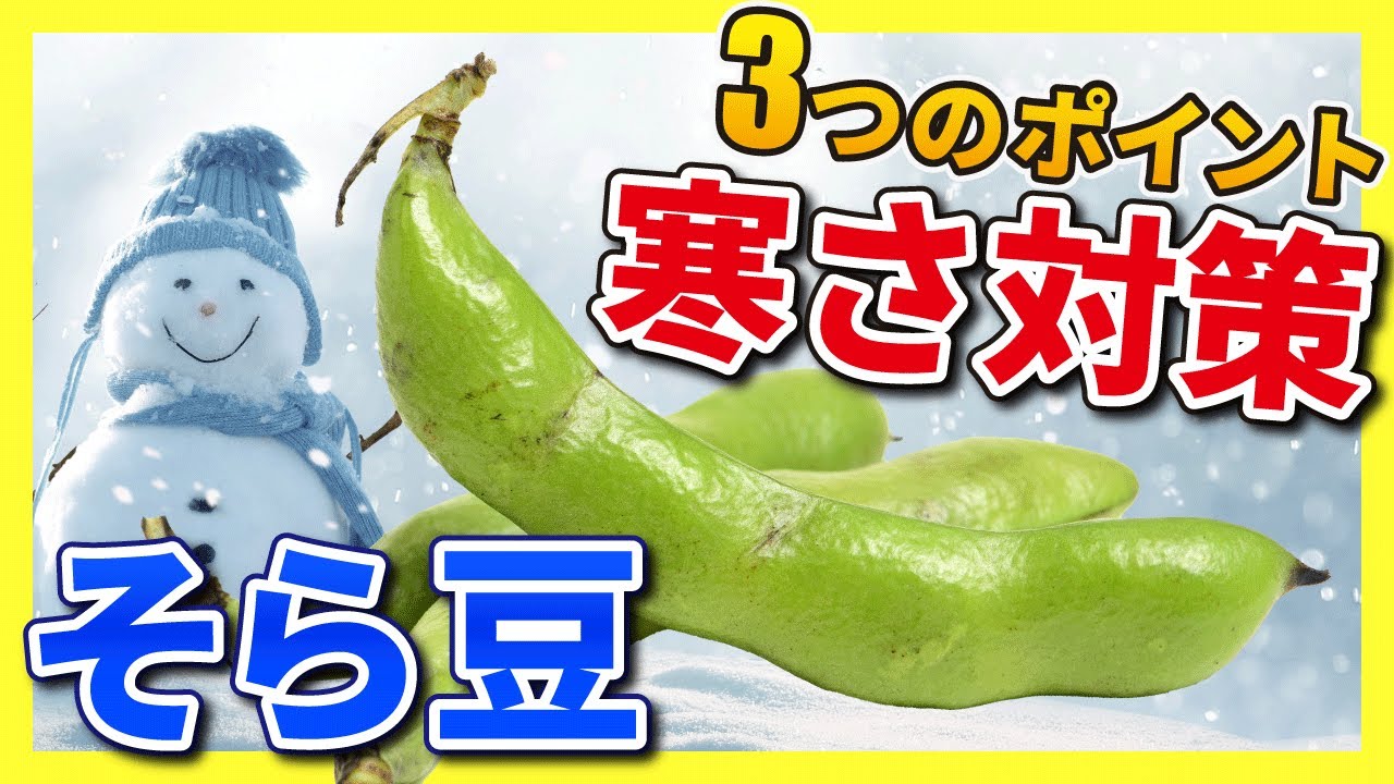 9. [Broad beans] 3 tips to survive the cold! How to avoid frost