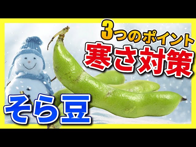 そら豆 9. [Broad beans] 3 tips to survive the cold! How to avoid frost