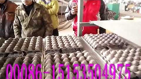 paper forming egg tray molding machines with the single layer drying line