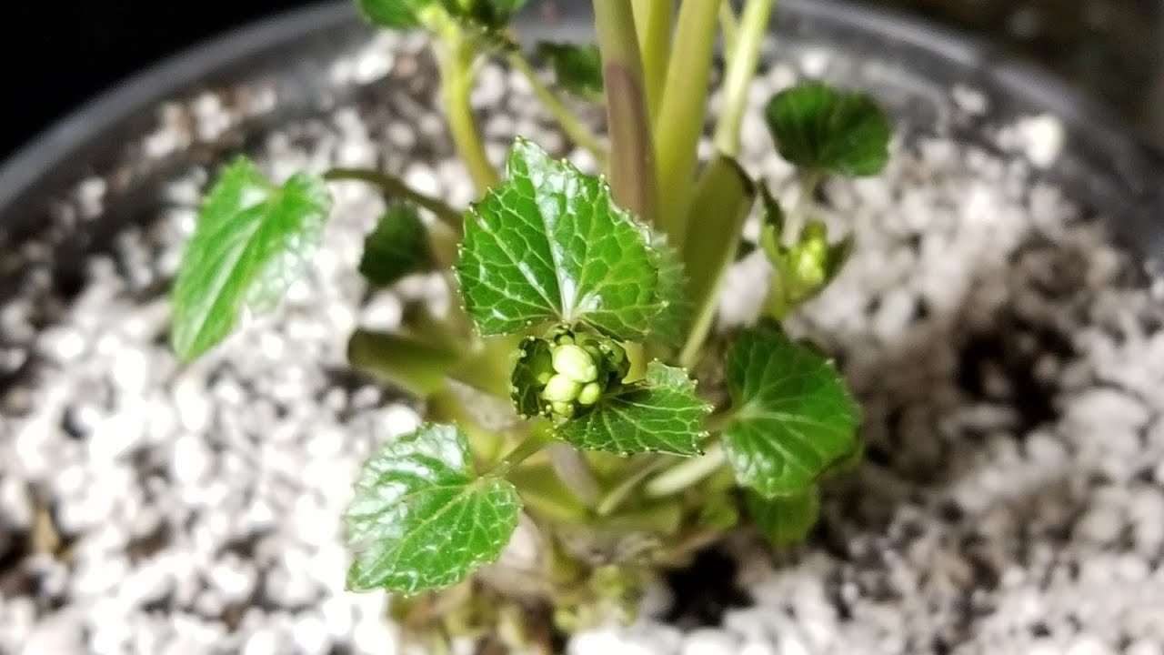 E10 Growing Wasabi at Home (starting a wasabi rhizome) Part 2 YouTube