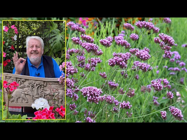 Verbena bonariensis : la vivace résistante à la chaleur qui se bouture sans effort