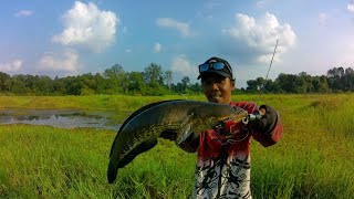 Masya Allah..! Gak nyangka ada gabus sebesar ini..! Matanya sebesar biji kelereng..! | Gabus Monster