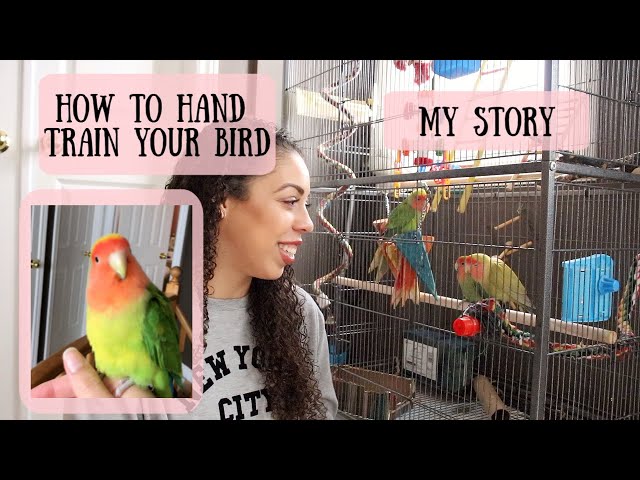 My Lovebird Story | How I Hand Trained My Birds! + Cute Videos Of My Birds! class=