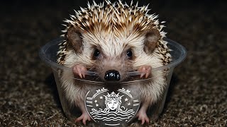 Top 5 Hedgehog