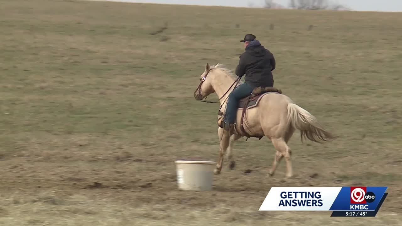 Cowboys called in to help after cattle get loose in I-70 crash