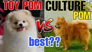 culture pom vs toy pom in hindi | toy pom vs culture pom hindi the best video ever