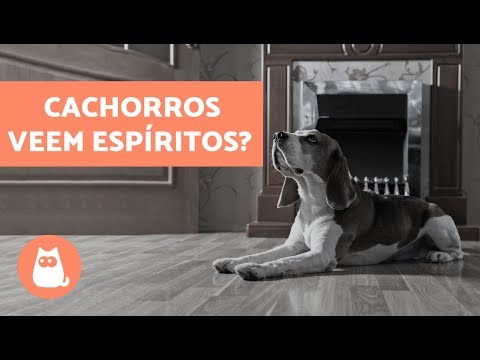 Vídeo: Os cães latem em fantasmas?