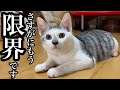 保護した仔猫も飼い主も共に限界を迎えてしまいました…
