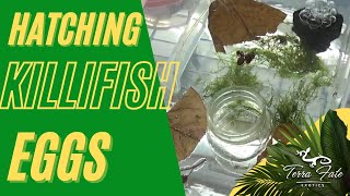 Hatching Killifish Eggs | Methods & Initial Care