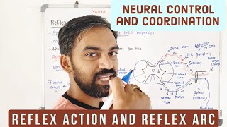 Neural control and coordination | Reflex action | Reflex arc