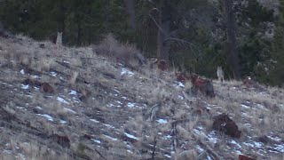 ENRAGED COYOTES CHALLENGE HOWL! | SEE WHAT HAPPENS! by OutDoors 406 13,934 views 2 years ago 12 minutes, 56 seconds