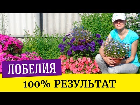 🌼Как посеять лобелию. Легкий и проверенный способ🌼