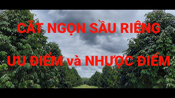 CẮT NGỌN SẦU RIÊNG, ƯU ĐIỂM VÀ NHƯỢC ĐIỂM