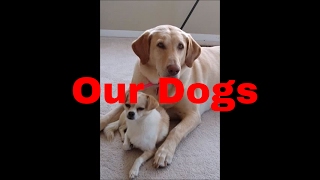 Our Dogs