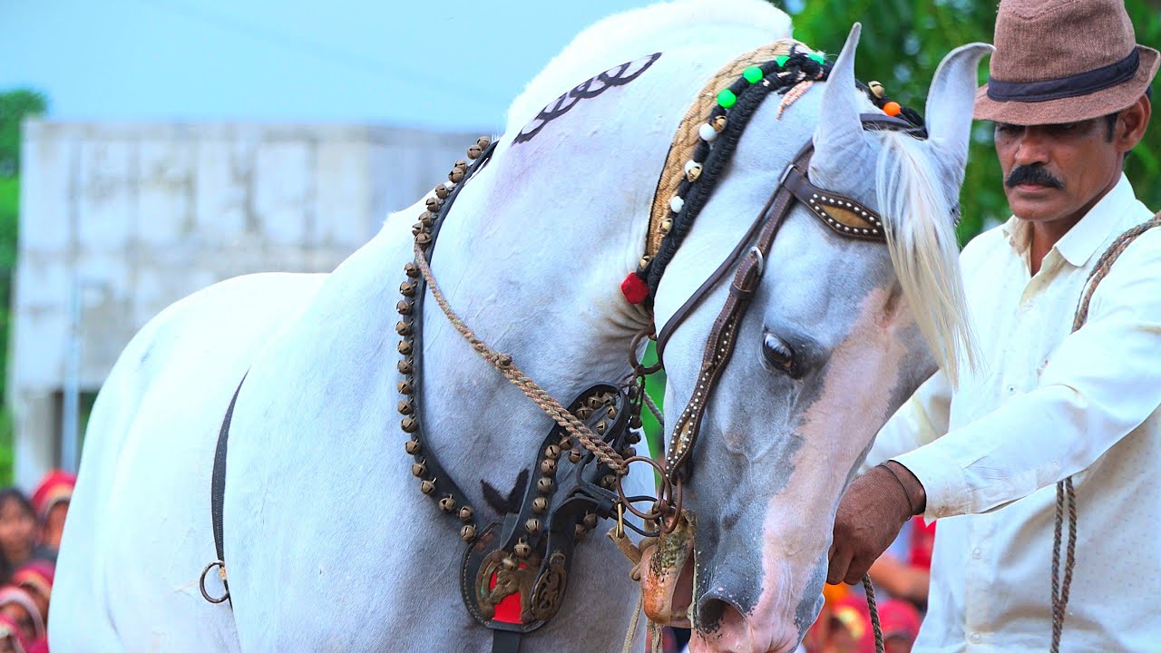 🐎🎶 Ghodi Dance On Rajasthani DJ Song 2026 | New Rajasthani Song 2025 | Priyanshu Sihag #Horsedance