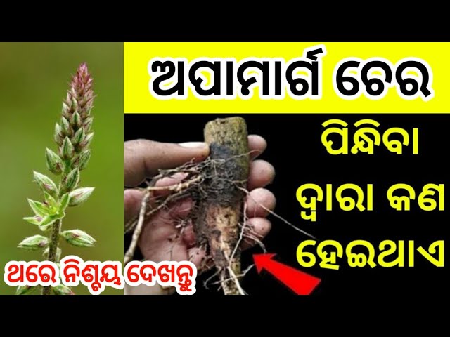 Apamarg tree benifits | ଅପାମାର୍ଗ ଗଛର ଚେର କୋଟିପତି କରିଥାଏ କାହିଁକି,Apamarg plant benifit#Anuchinta#odia