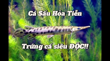 Cá Sấu Hỏa Tiễn và những lưu ý nhỏ khi nuôi loài cá này