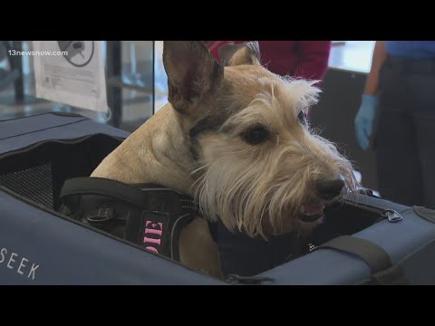Video: Pet Scoop: TSA Mencari Dog Stowaway dalam Koper, Tiger Dad dalam Gambar Keluarga Langka