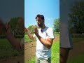 da DOVE ARRIVANO gli INGREDIENTI DI UNA PIZZA
